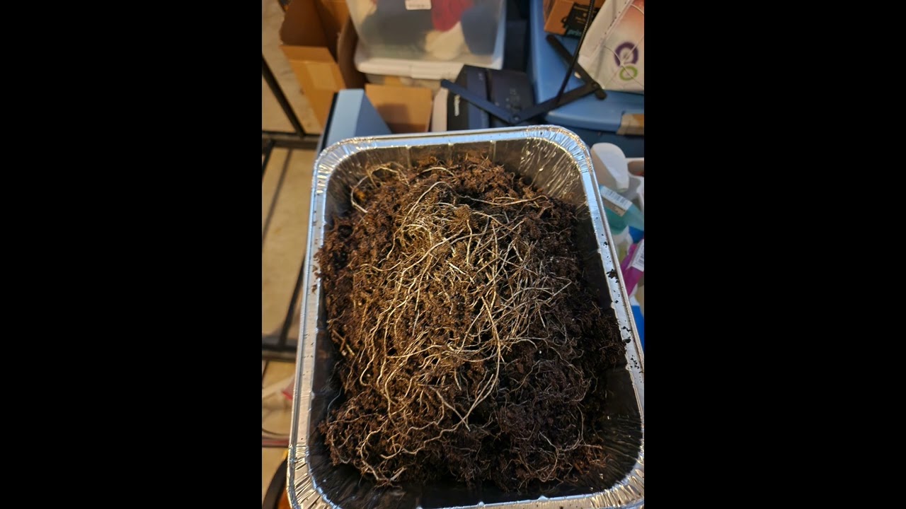 Garden update 3/3/2026