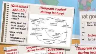 Mr Sommers Cornell Notes