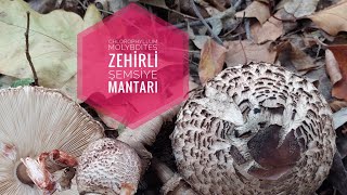 Zehi̇rli̇ Şemsi̇ye Mantari Chlorophyllum Molybdites