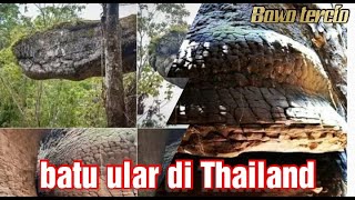Viral penemuan batu ular di Thailand