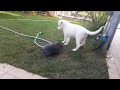 puppy vs bunny ( best friends )