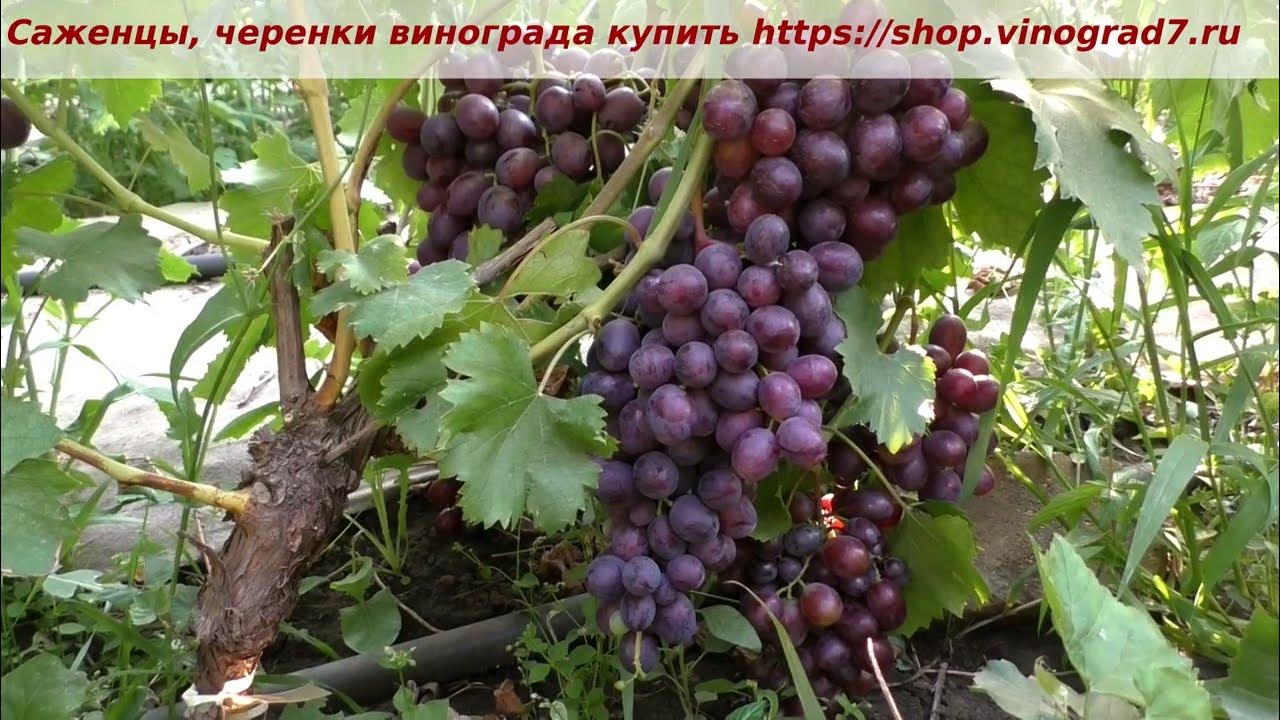 Виноград. Горячая новинка! Кишмиш Сказка. Калугин В.М. Островок надежды Дзен