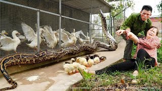 Terrifying Moment: Giant Python Invades Farm - Woman Injured While Catching Python to Rescue Ducks! Wealth