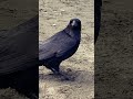 14 April 2026 - #Ravens @ #OceanBeach, #SanFrancisco #California