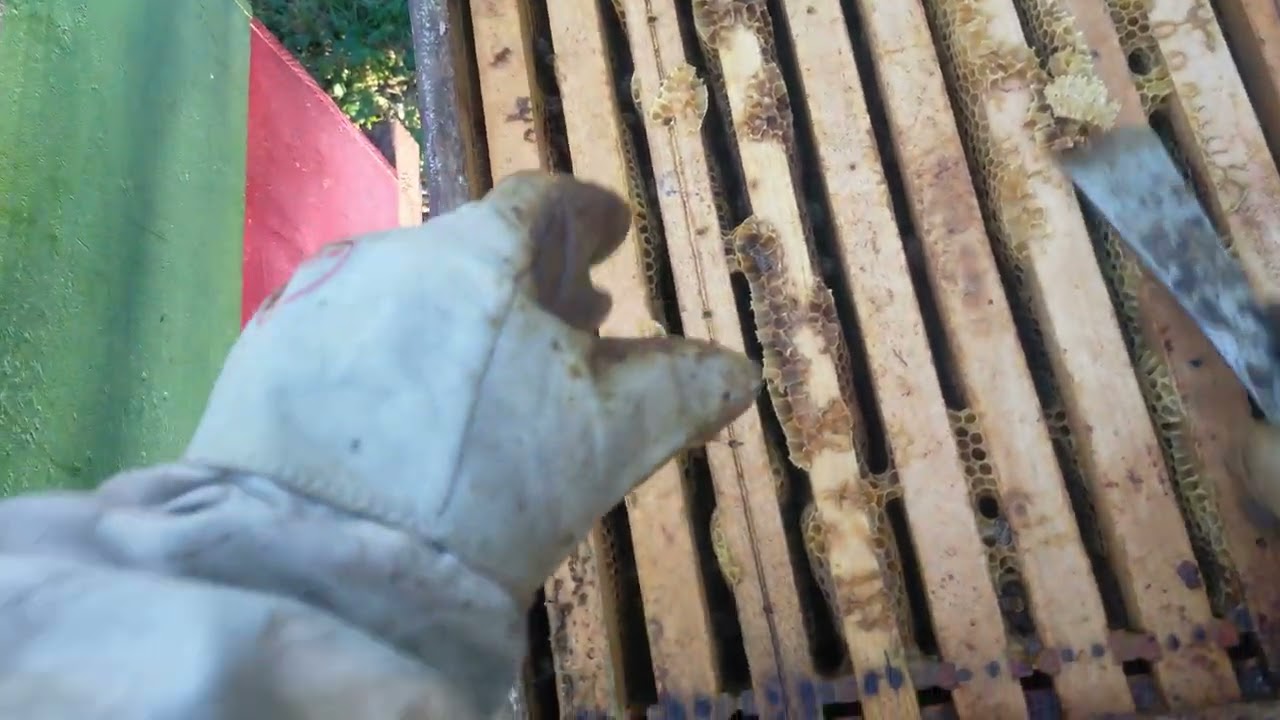 de ce nu restrîng albinele și argumentez