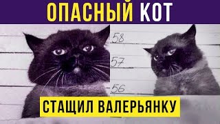 Приколы с котами. Опасный кот | Мемозг #198