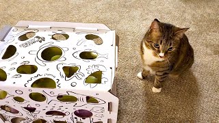 Cat Reacts to Amazing Mega Cat Treat Puzzle!