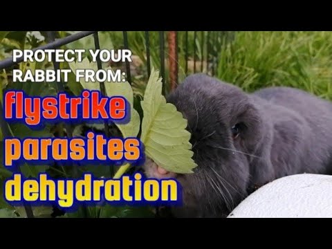 How to protect RABBITS from flystrike, parasites & dehydration #rabbitcare