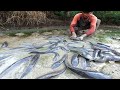 amazing fishing! a lot of catch catfish in mud when little water, catch fish by best hand