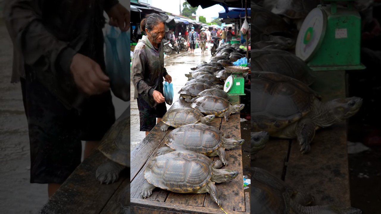 Exploring Traditional Asian Markets: The Unique Giant Turtle Rich in Protein.