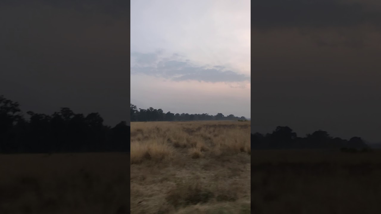 VAST GRASSLANDS|SITABANI WILDLIFE RESERVE|JIM CORBETT|RAMNAGAR|UNTAMED INDIA|TIGER ELEPHANT| BIRDING