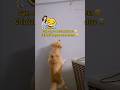 #dogshorts #goldenretriever #pets #viral #funnyshorts #indianmeme #indianshorts  #fyp #explore