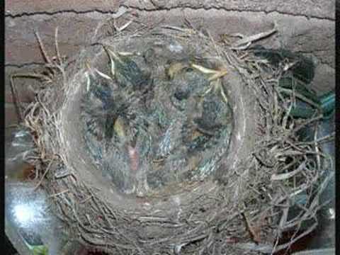 Baby Robins Growth Chart