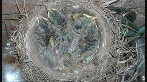 Baby Robins from egg to empty nest...