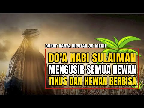 Pengusir Tikus Dirumah, Ladang, Sawah, Kebun Dengan Do'a Nabi Sulaiman
