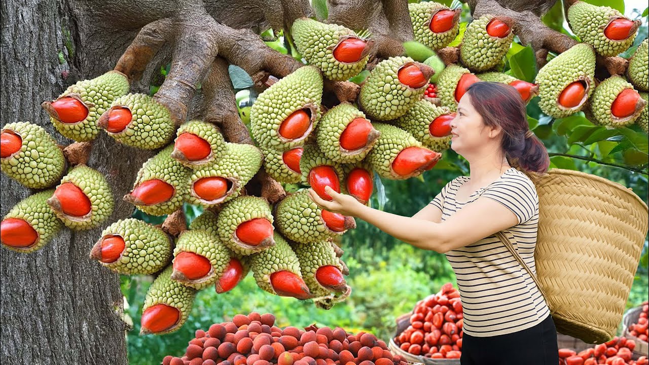 Harvesting Macadamia & Making Stink Bugs Cake...The Whole Village Was Amazed
