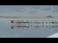 Flamencos del Salar del Huasco