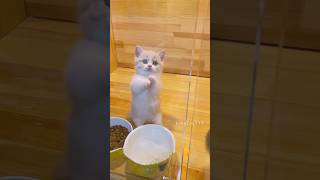 soft little kitten meows🐾 screenshot 2