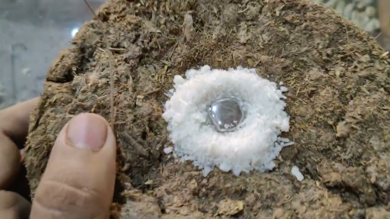 پارہ کشتہ کی تصدیق سیمینار والا دو اوپلوں میں۔kushta para