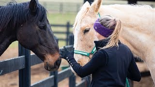 Taking a Horse Through a Gate Safely
