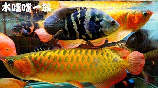 1150324 水噹噹一族