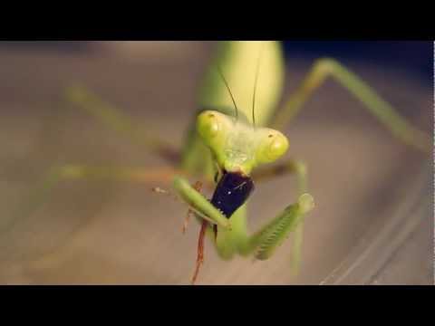 Hierodula Grandis Praying mantis eating a cockroach
