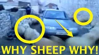 SHEEP CYCLONE !! WHY DID IT HAPPEN