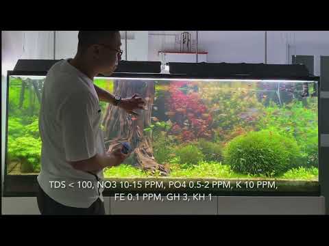 Video Hồ Thủy Sinh Hà Lan Của Thủy Sinh AZ - Phạm Thành Văn - youtube
