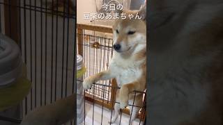 また、へんな格好で寝てる😗『今日の豆柴のあまちゃん』(2026/2/2)#柴犬 #shibainu #豆柴