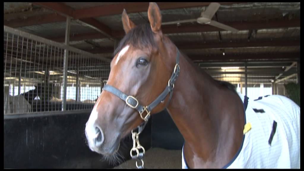 EZR Stable Update   5th April, 2013