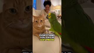 Youre Stupid Cat