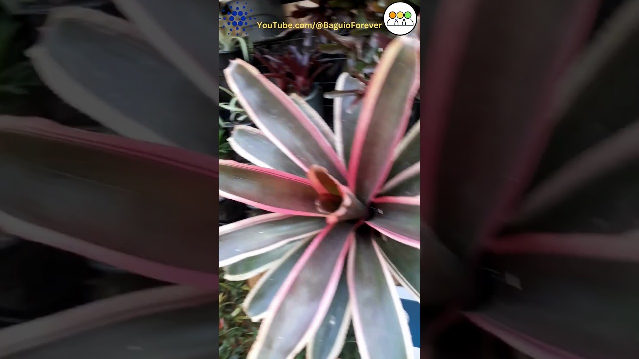 Win Rewards - Vertical Garden 07 