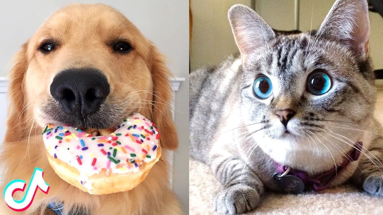 Adorable Tik tok Cats and Dogs that Will Make your Day 100% 🥰 - YouTube