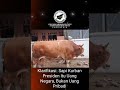 Klarifikasi: Sapi Kurban Presiden Itu Uang Negara, Bukan Uang Pribadi
