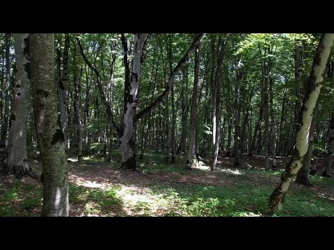 ვიდეო: რა კლიმატია ტყეში?