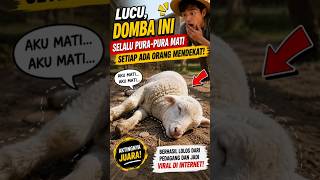 Domba Ini Lolos dari Penjual Daging Berkat Aktingnya!