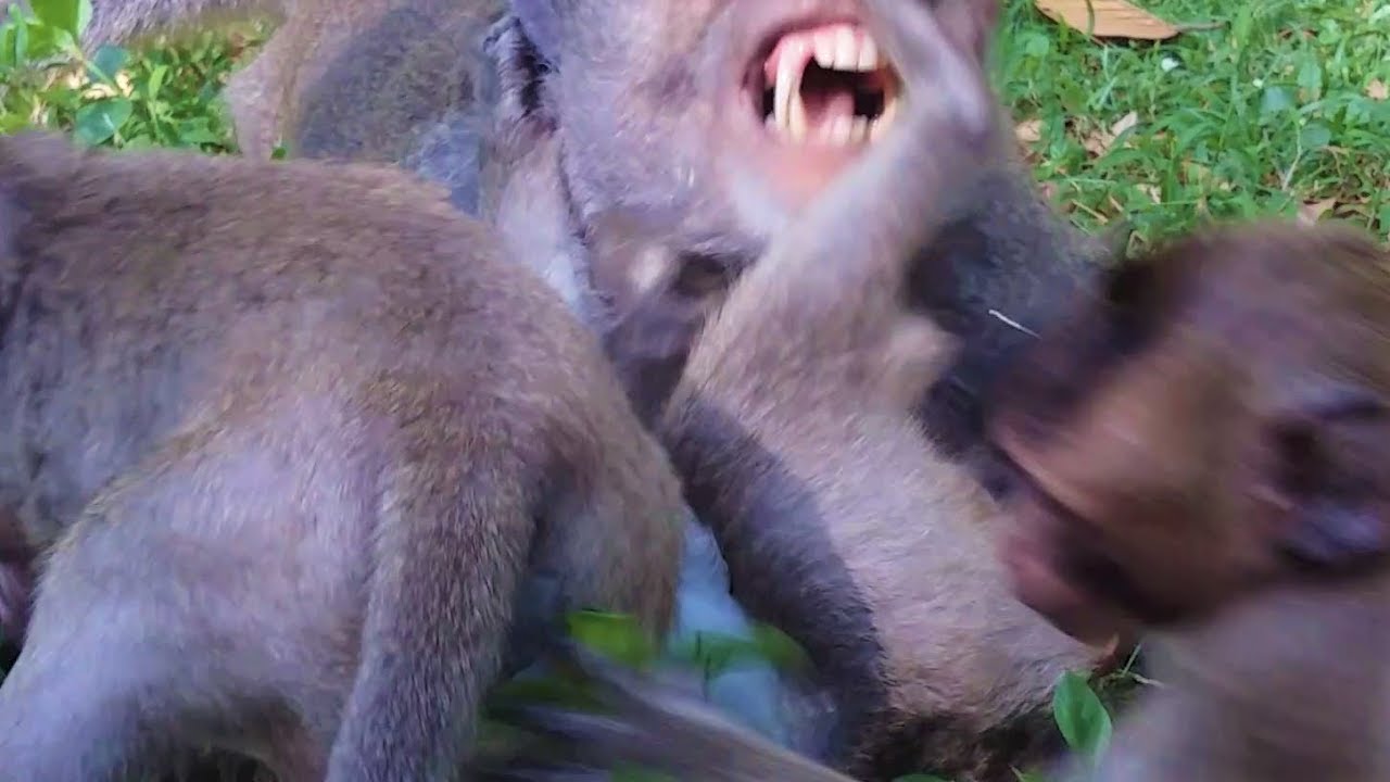 Embarrassed Sweet Pea Monkey, Complain Daddy Because  Lost Fighting.