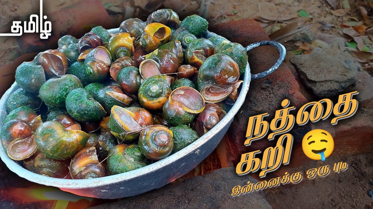 நத்தை🐌 கறி | Snail Hunting In My Village | செம்மையா சமைக்கிறோம் பயங்கரமா ருசிக்கிறோம்🤤 | RJ SURYA