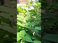 @-earth.plants-animals Melissa officinalis,lemon balm,Bari i bletës
