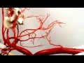 Blood system  aorta and branches left side   veterinary