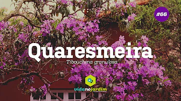 Pode podar quaresmeira?