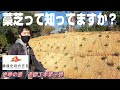 【藁芝、ワラ芝】旅館の造園工事第二弾、今回は法面を和風の雰囲気に改修しました!