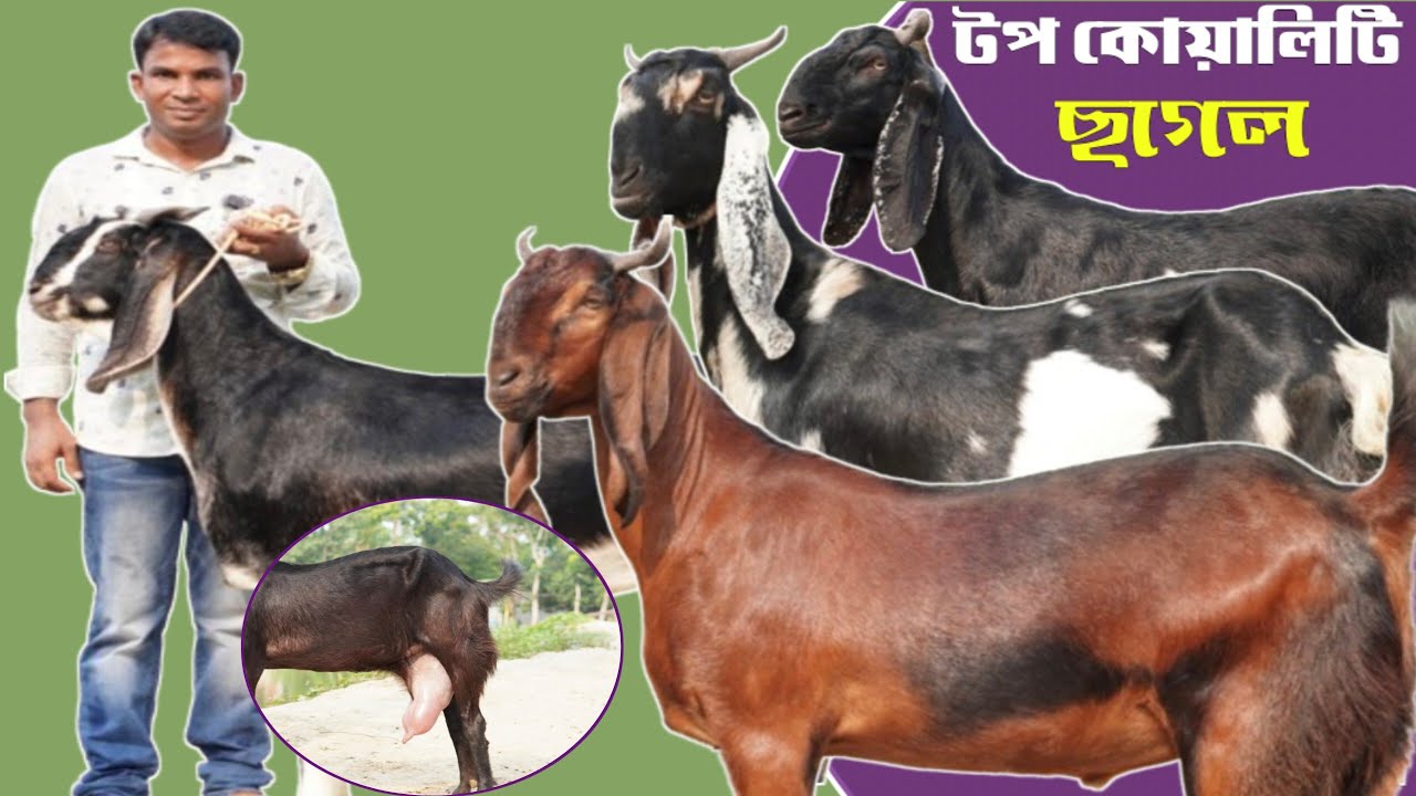 🇧🇩✅✅🐐নাটোর জেলায় উন্নত জাতের ছাগলের খামার | তোতাপুরি বিটল শিরহী ও হরিয়ানা ছাগলের দাম জানুন |🇧🇩✅✅🐐