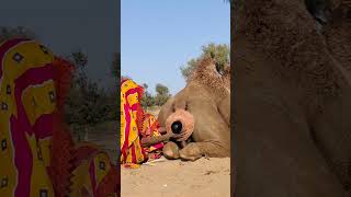 #animallovers #nature #wildlife #viralvideo #wildlife