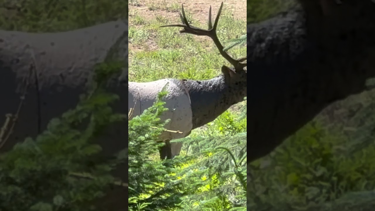 Bull elk at 43 yards #pnw #nature #exploreidaho #subscribe #idaho #shorts #content #pnw #summer