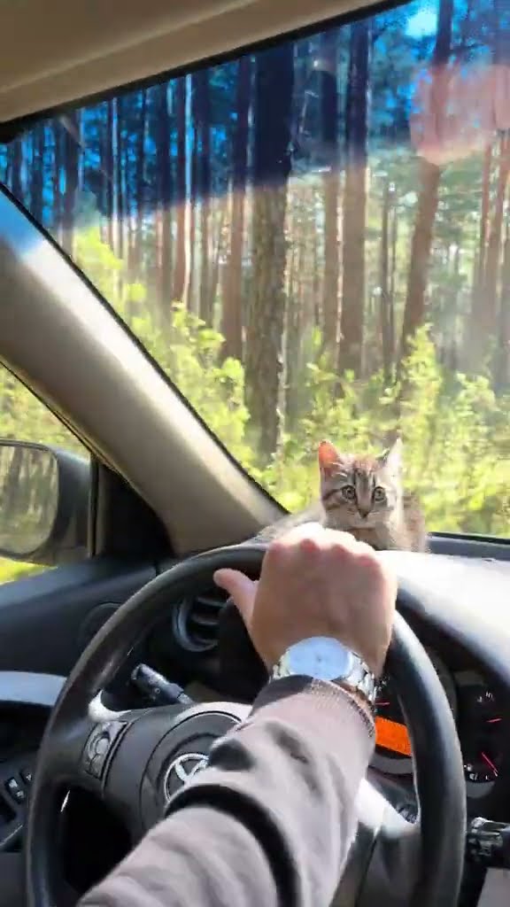 Top des vidéos très mignon