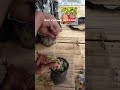 Technique SLANT GRAFTING  Alpukat Red vietnam slantgrafting #grafting #avocado #alpukat #reels