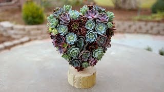 LINKS   Heart Topiary - https://goo.gl/XsRQXk Succulents - https://goo.gl/8hvbF4 Greening Pins - http://amzn.to/2E1MMM3 MORE 