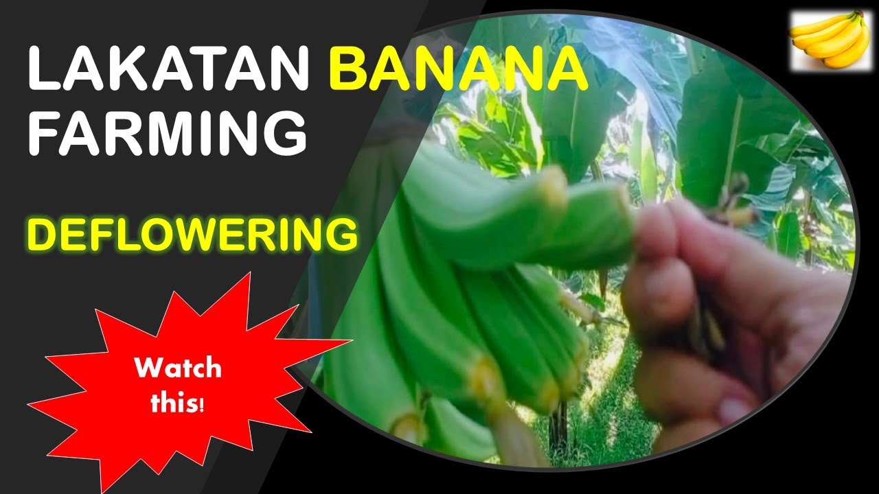 Deflowering Activity | Fruit Care 101 | Lakatan Banana Farming