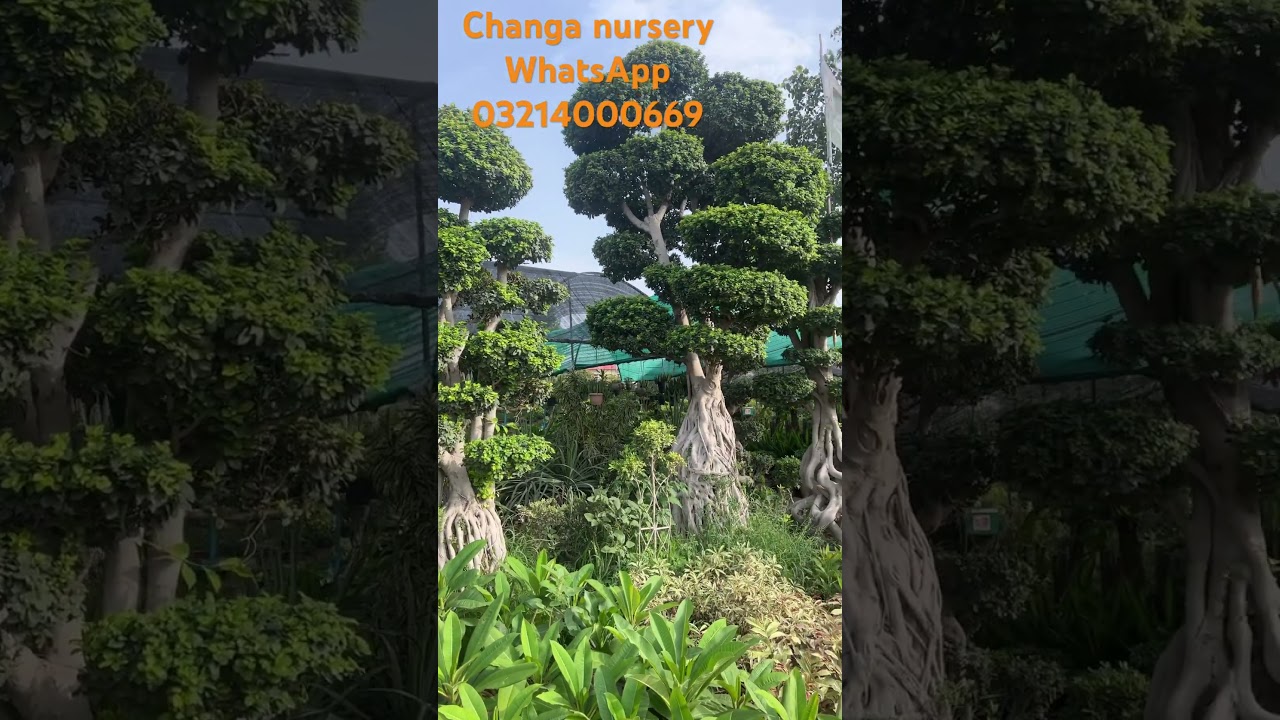 Changa nursery farm Pattoki